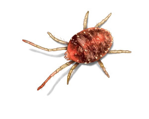 Spider mites-control-camrel-landscaper-fishers-mccordsville-geist-indianapolis-zionsville-noblesville